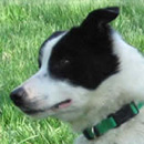 Gladys was adopted in May, 2006